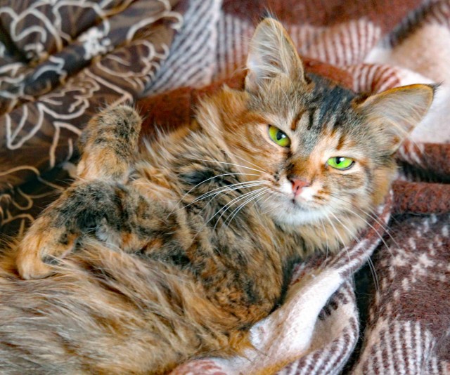 Котовторник. Где коты? Мой вот!