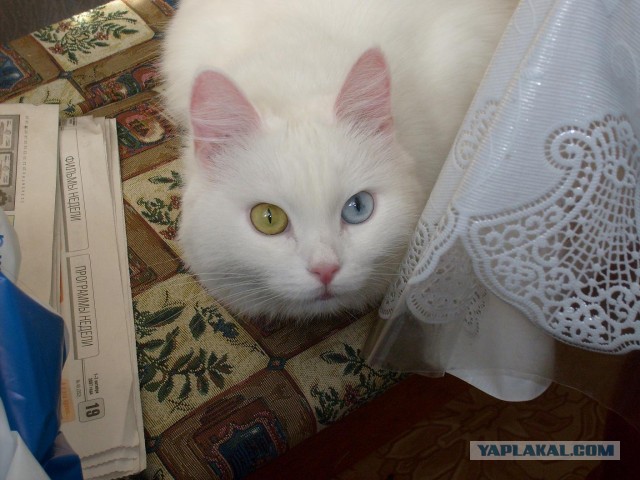 Котовторник 9.07.2013