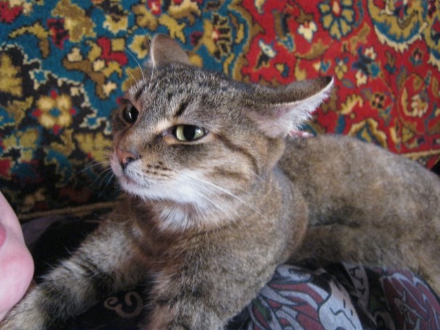 Кошачьи звезды вэбкама