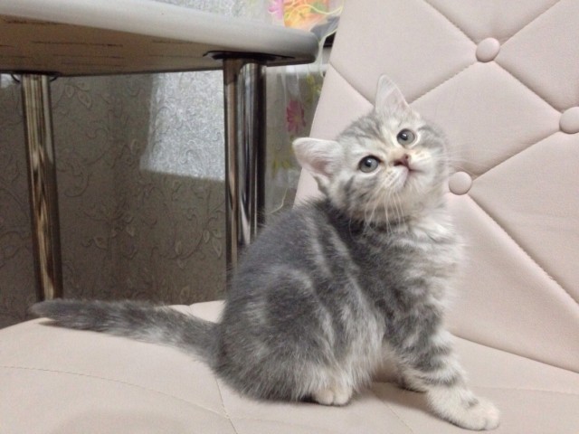 Котовторник, молодость