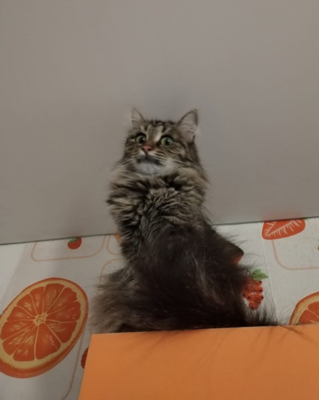 Котовторник