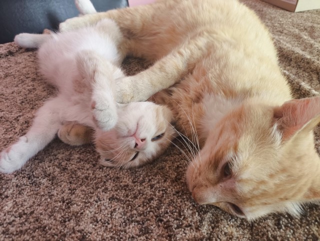 Котовторник