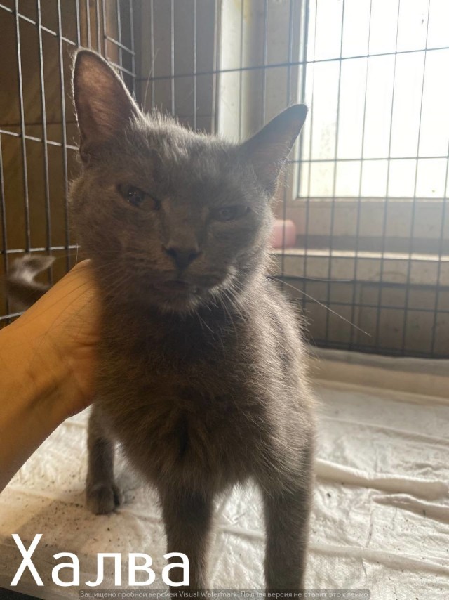 Жизнь домашнего приюта "Котоленд" 557