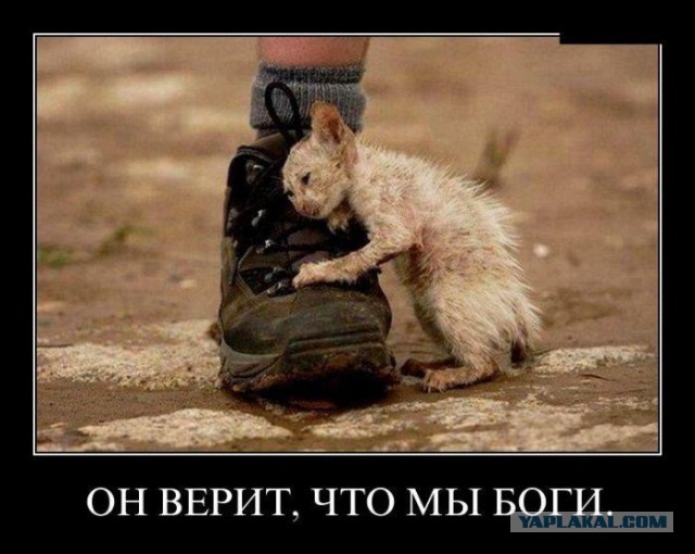 А он взял и не утонул!