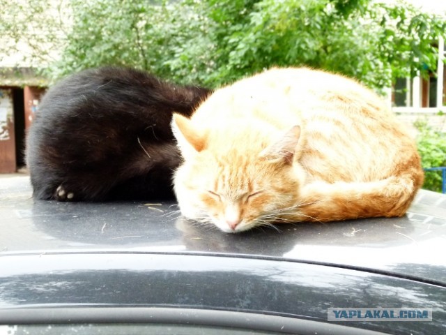 Котовторник 03.09.2013