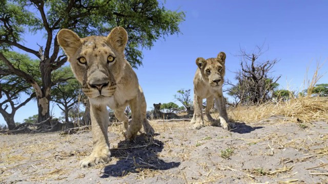 Львы против радиоуправляемой камеры