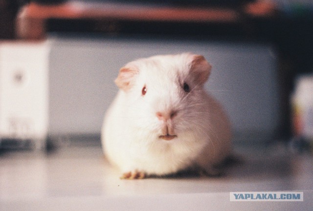 Фото на Zenit-E
