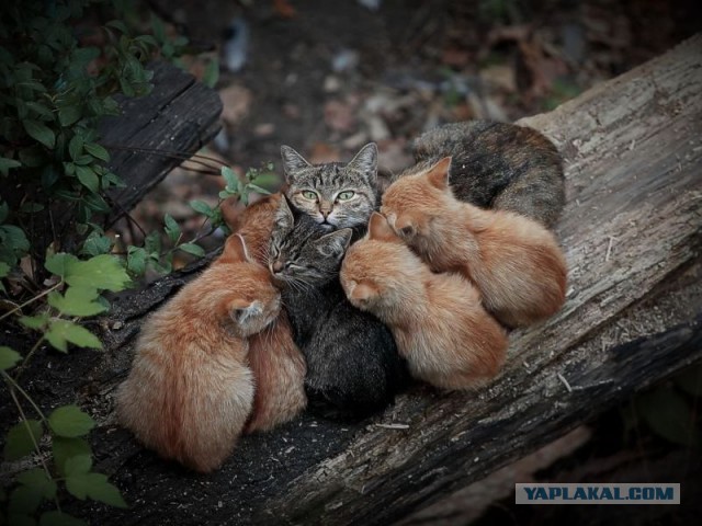 Котовторник 25.02.2014