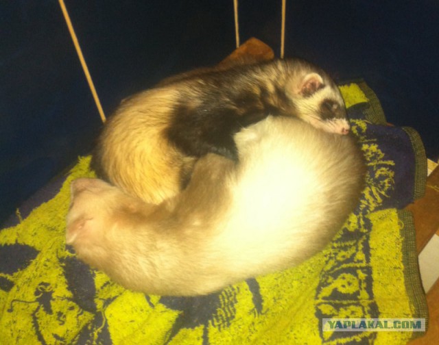 Котовторник  08.04.2014