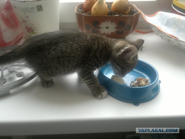 Котовторник 22.04.2014