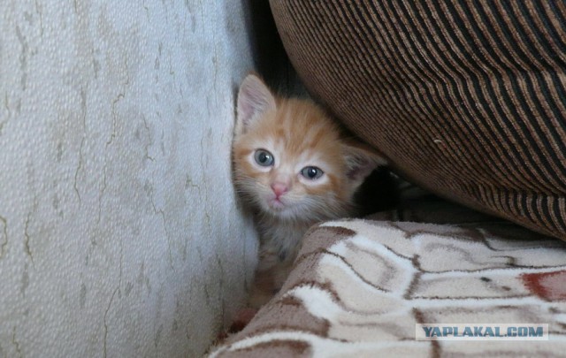 Котовторник 20.05.2014
