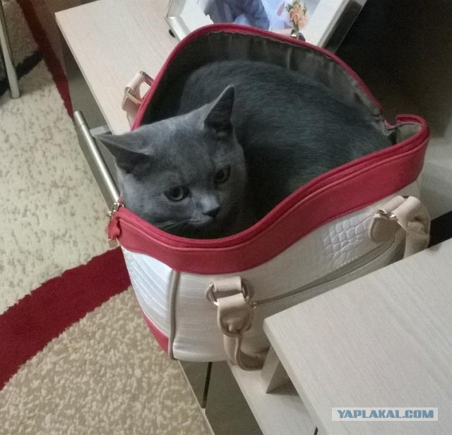 Котовторник 16.09.14