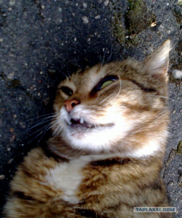 Котовторник 23.09.2014.