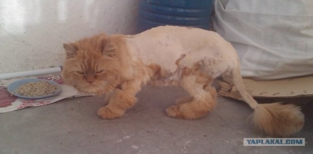 Рисованный котовторник