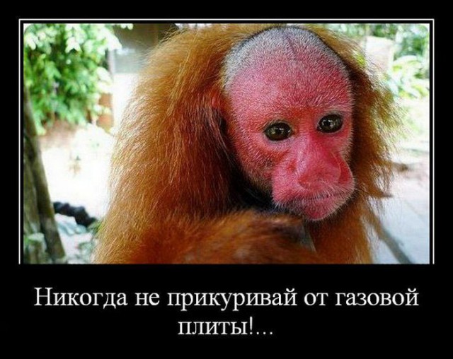 Подборка демотиваторов