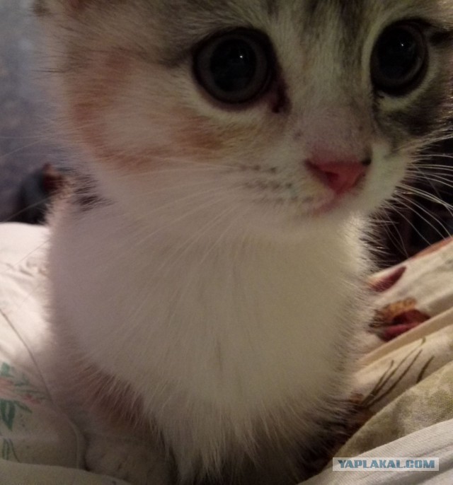 Котовторник 11.11.2014