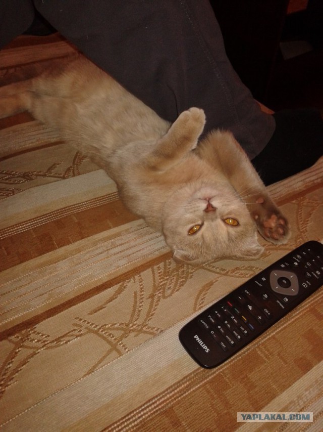 Котовторник 23.12.2014