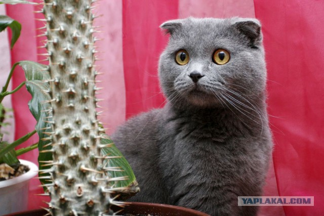 Котовторник