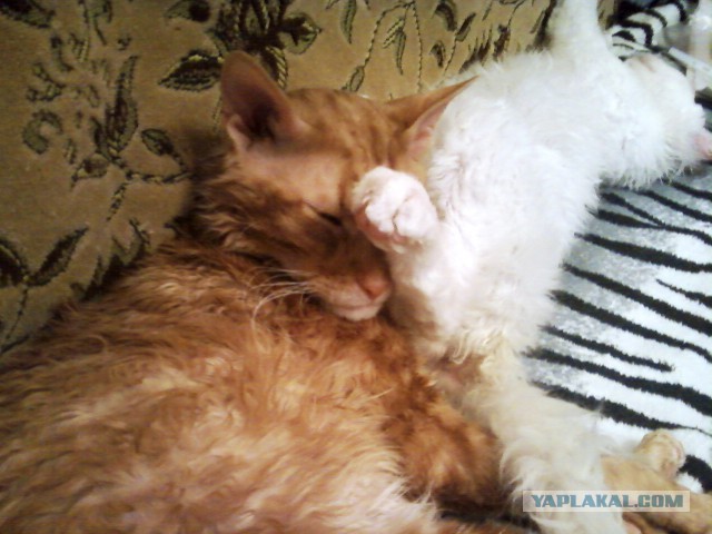 Котовторник