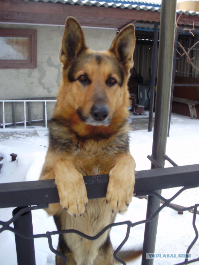 Собакочетверг 26.02.2015