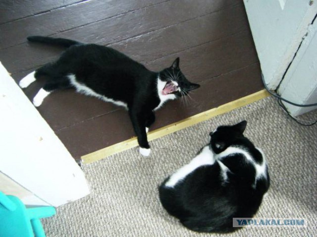 Котовторник 31.03.2015