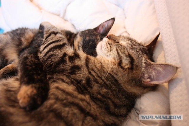 Котовторник 5.05.2015.