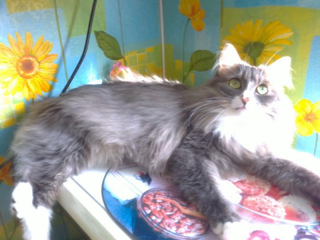Котовторник