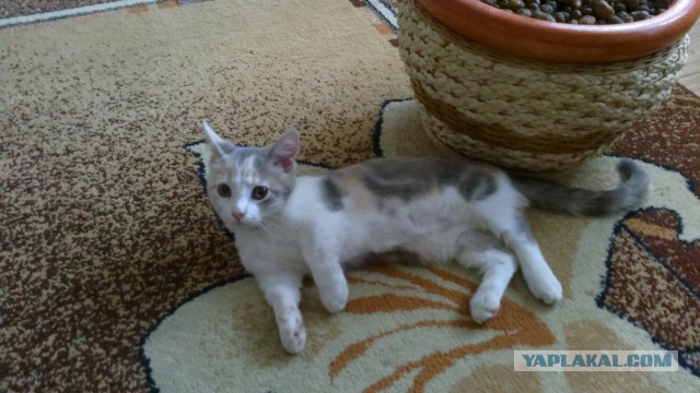 Котовторник 09.06.2015