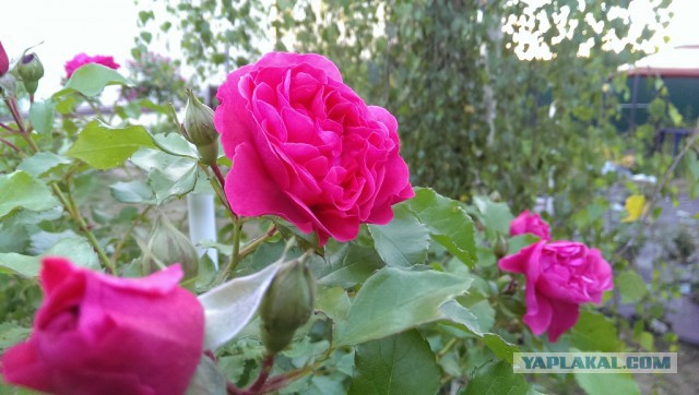 Мои розы