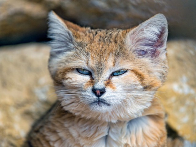 Барханный котик