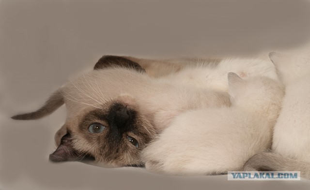 Котовторник  21.07.2015