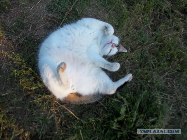 Жизнь домашнего приюта для котеек 73