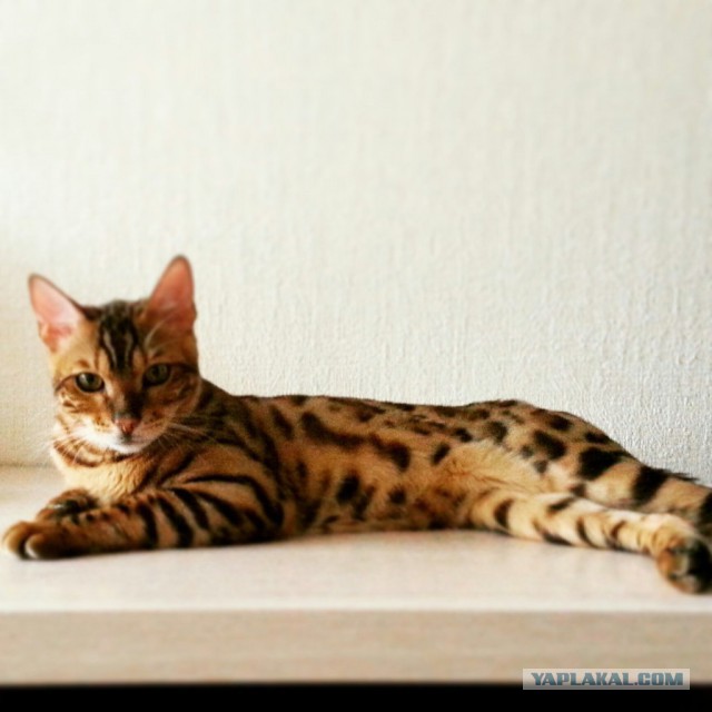 Котовторник 25.08.2015
