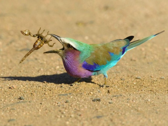 Разные картинки