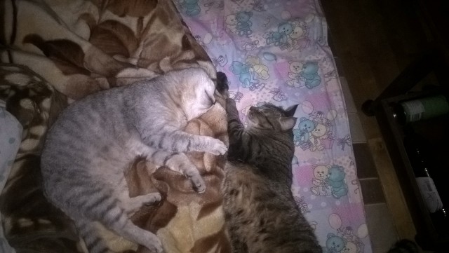 Котовторник 19.01.2016