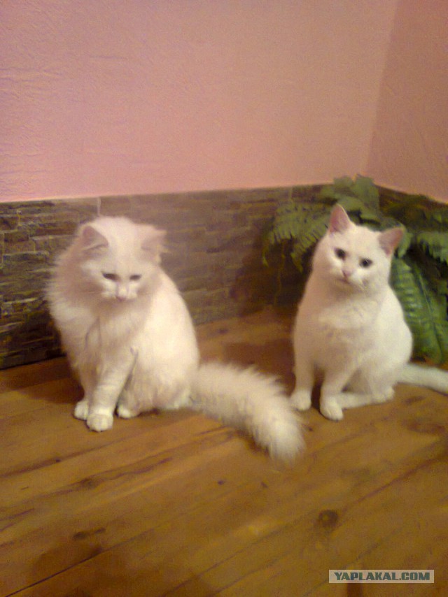 Котовасия ;)