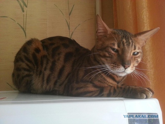 Котовторник 15.03