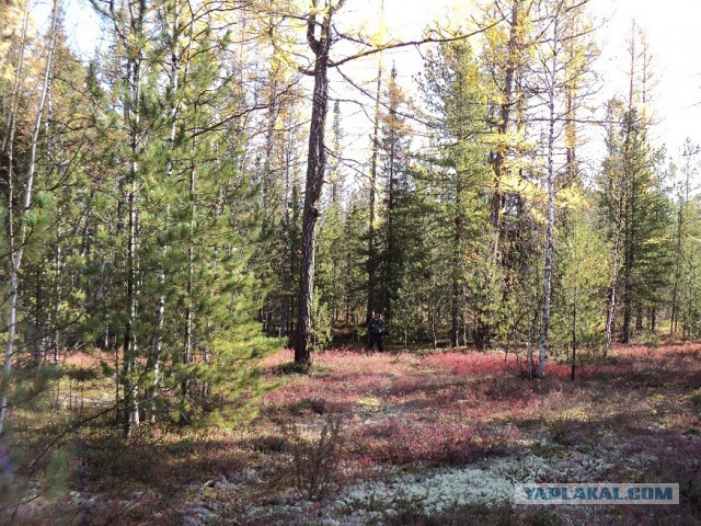 Тайги обожания пост