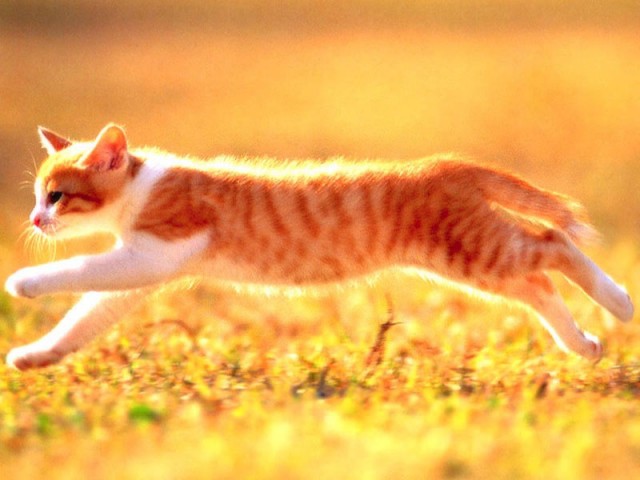 КошкоЛето!