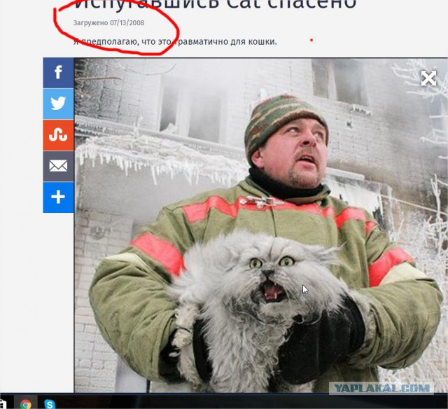 Наши котики брутальнее!