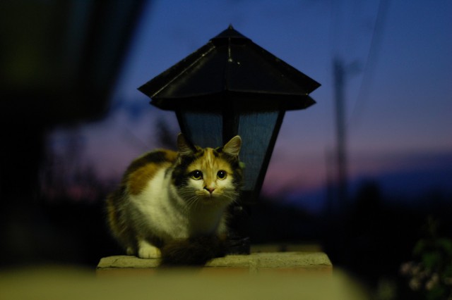 Котовторник 28.06.2016