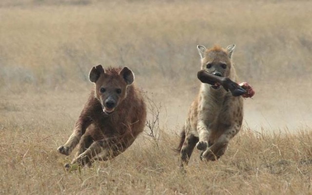 Лучшие звериные фото National Geographic 2007