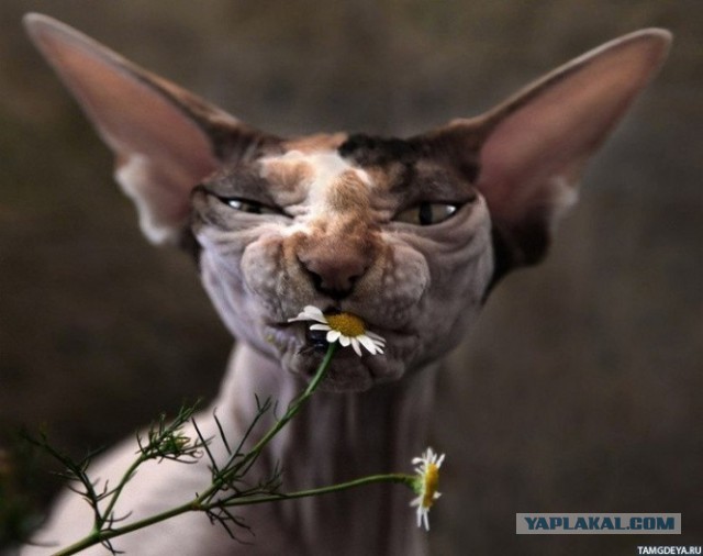 10 брутальных уличных котов