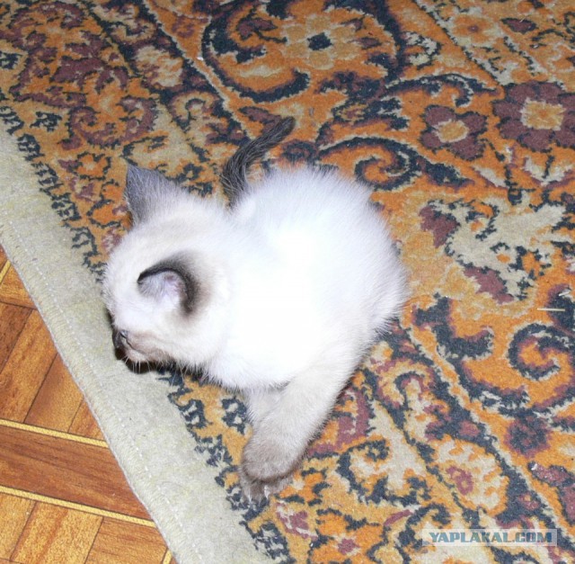 Коты миску делят