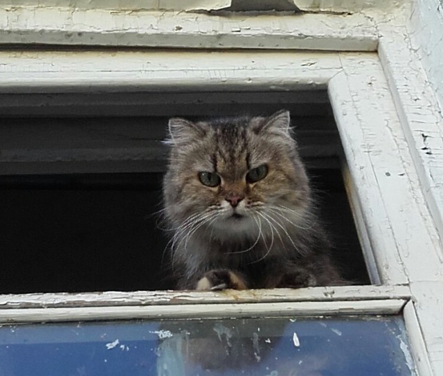 Котейки пост