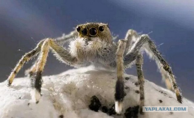 Призраки горы Эверест