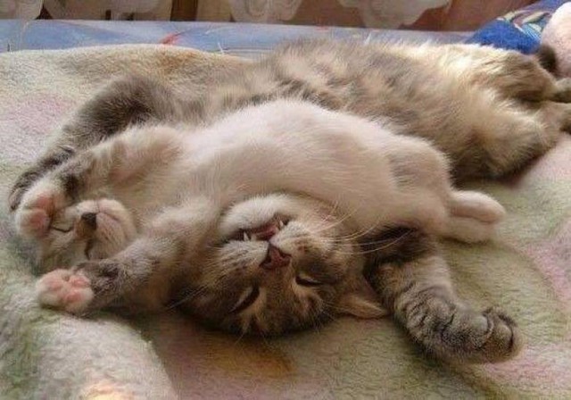 Коты и Кошки