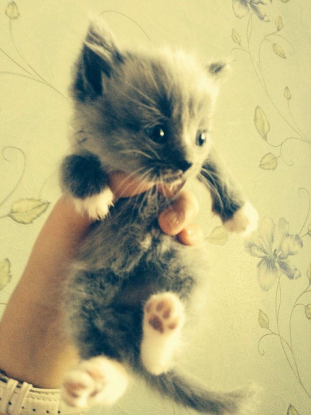 Коты и Кошки