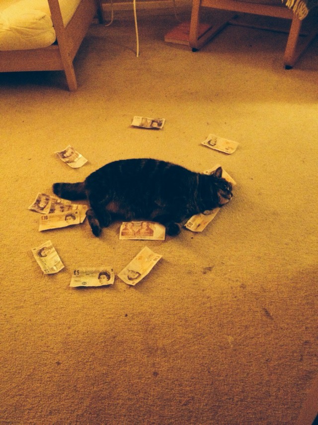 Коты и Кошки