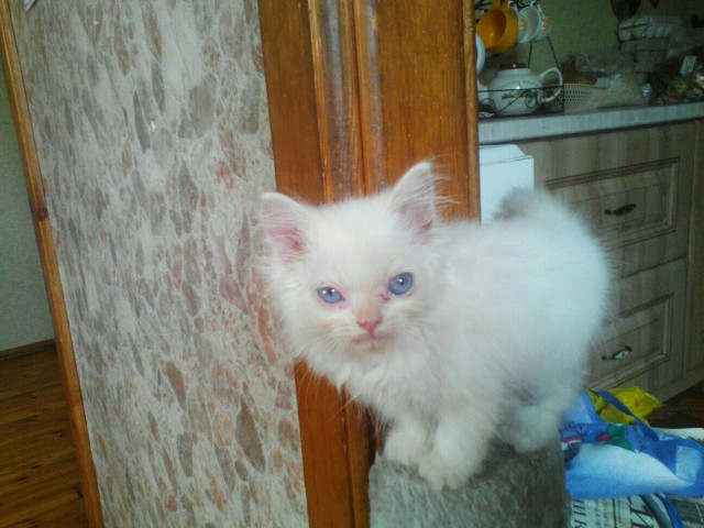 Коты и Кошки